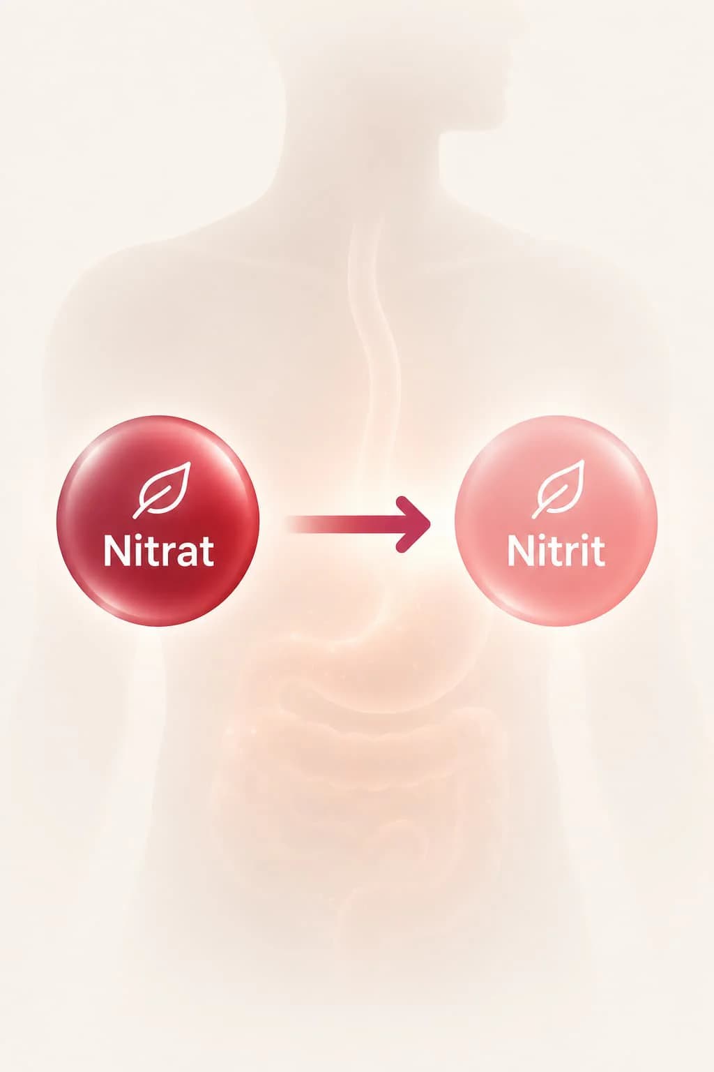 Nitrat Umwandlung