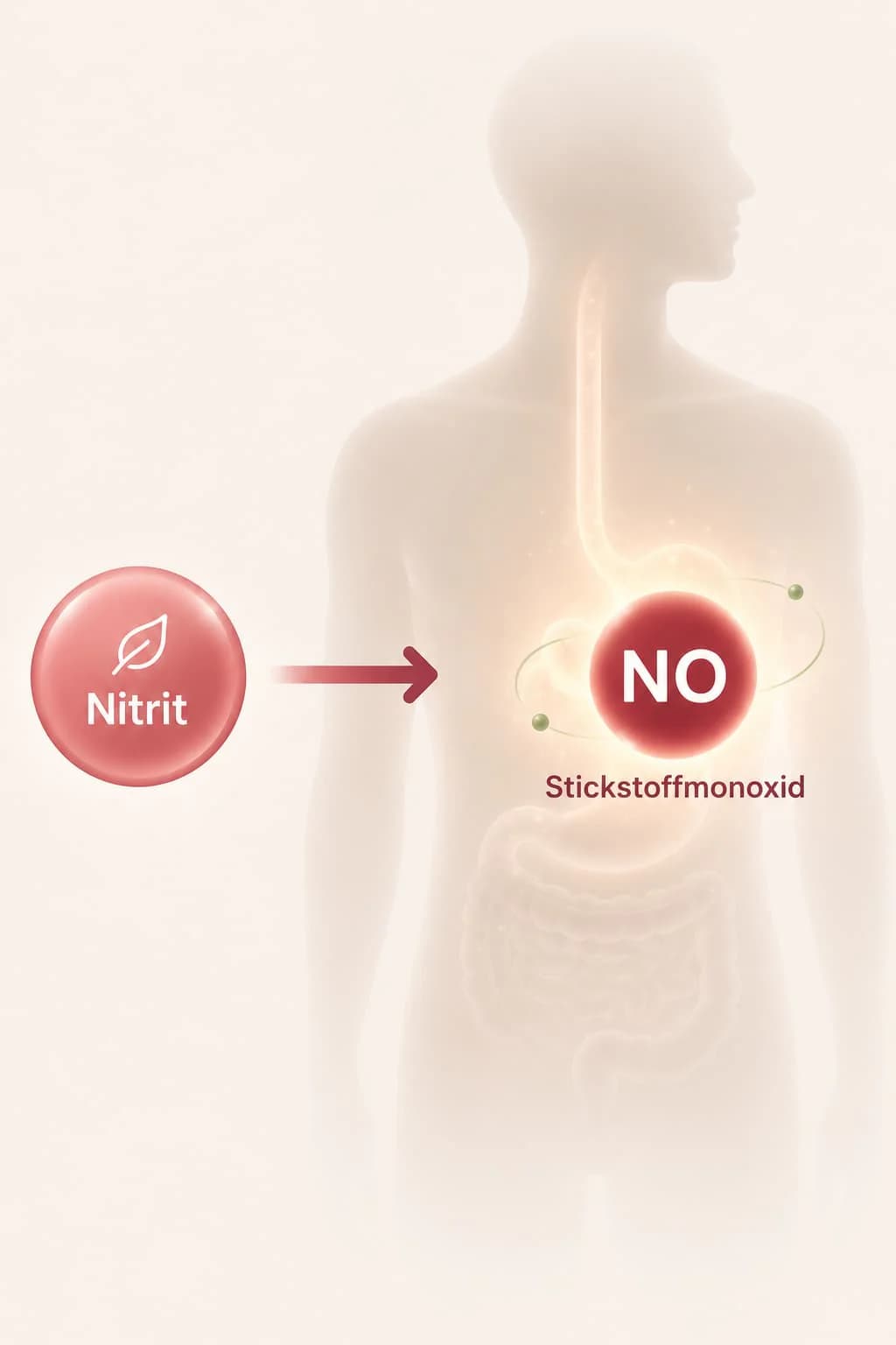 Stickstoffmonoxid Molekül